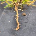 Polypremum procumbens その他の提案