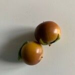 Diospyros lotus Fruit