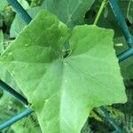 Coccinia grandis Leaf