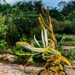 Bauhinia ungulata Kvet