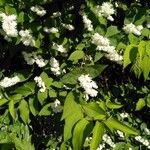 Deutzia scabraЦветок