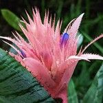 Aechmea fasciata Flor
