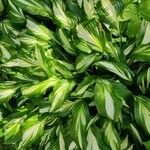 Hosta plantagineaपत्ता