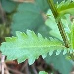 Leucanthemum ircutianum Leht