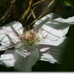 Clematis patens Flower