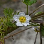 Ranunculus peltatus Квітка