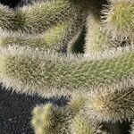 Cylindropuntia bigelovii عادت