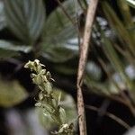 Platanthera hyperborea Flower