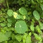 Tropaeolum majusFoglia