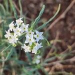 Heliotropium longiflorum Blüte