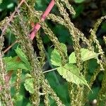 Aruncus dioicusΛουλούδι