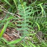 Cirsium erisithales Yaprak