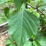 Physalis peruvianaLapas