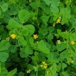 Medicago arabicaКветка