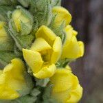 Verbascum thapsusफूल