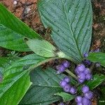 Psychotria ammericola Hábito