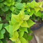 Bougainvillea glabraBlad