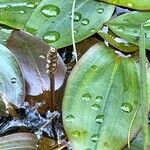 Potamogeton polygonifolius Fleur
