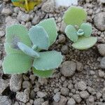 Kalanchoe millotii Leaf