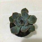 Echeveria lilacina Folio