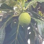 Artocarpus altilis ഫലം