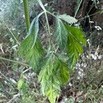 Torilis arvensis Leaf