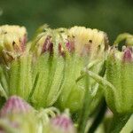 Senecio cacaliaster फूल