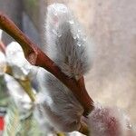 Salix discolor Flor