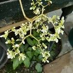 Begonia × phyllomaniaca 花