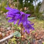 Campanula tracheliumफूल