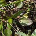 Cardamine bellidifolia Alkat (teljes növény)