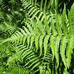 Dryopteris oreades Blad