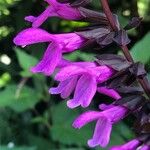 Salvia guaranitica Flower