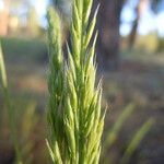 Festuca octoflora Ffrwyth