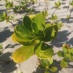 Scaevola plumieri Leaf