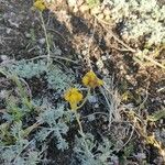 Artemisia glacialis Цвят