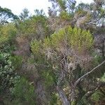Erica arborescens Habitat