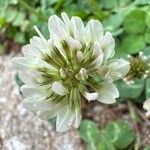 Trifolium nigrescens Kukka