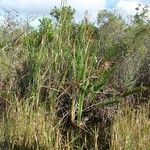 Typha domingensis Blad