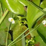 Sagittaria guayanensis 整株植物