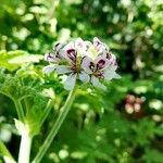 Pelargonium x asperum Flower