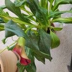 Zantedeschia albomaculataFloare