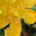 Hypericum patulum 花