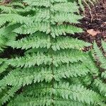 Dryopteris remota Blad