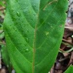 Ficus sur Hoja