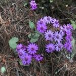 Pericallis papyracea Floro