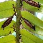 Calyptrochilum christyanum Fruto