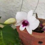 Dendrobium spp.Квітка