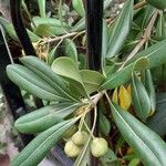 Pittosporum heterophyllum Leaf