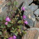 Galeopsis pyrenaica Habitat